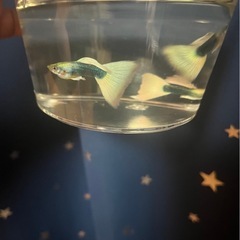 今週限定値下げドイツイエロータキシード熱帯魚爬虫類水槽グッピー