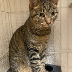 むっくり丸顔で何とも言えない可愛さがあります