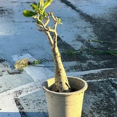 アデニウム ピンク八重だったはず