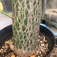 プセウドボンバックス　エリプティクム　塊根植物　観葉植物　ビザールプランツ　グリーン　ガーデニングの画像