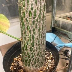 プセウドボンバックス　エリプティクム　塊根植物　観葉植物　ビザールプランツ　グリーン　ガーデニングの画像