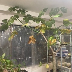 プセウドボンバックス　エリプティクム　塊根植物　観葉植物　ビザー...