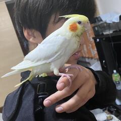 オカメインコ成長姿1