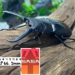 (チビ)ギラファノコギリクワガタ　オスのみ