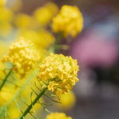オールドレンズ (Eマウント用アダプター付き) CONTAX (コンタックス) Sonnar T*135mm F2.8 AEの画像