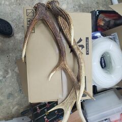 断捨離　国産　エゾシカの角　２本セット　天然骨化もの