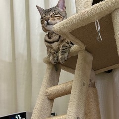 シルバーベンガル 里親募集の画像