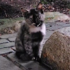 生後2ヶ月♡ふわもこサビちゃん♡子猫