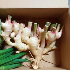 無人野菜販売 − 沖縄県