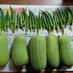 無人野菜販売 - イベント