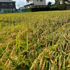 令和6年 新米 30キロ 玄米 あいちのかおり 芳醇な味 玄米