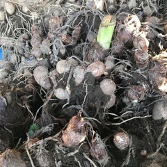 来年用の里芋の種芋１株の画像