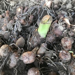 来年用の里芋の種芋１株の画像