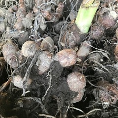 来年用の里芋の種芋１株の画像