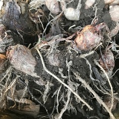 来年用の里芋の種芋１株の画像