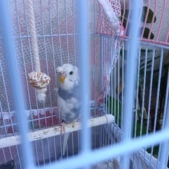 セキセイインコ　羽衣スペシャル