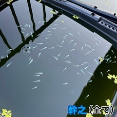 幹之・白幹之（全て）の画像