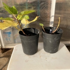 イチジク　カドタ　苗木