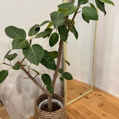 【取引中】観葉植物　フィカス・アルティシマ