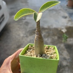 アデニウム取引中
