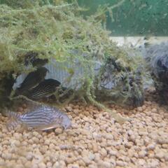 熱帯魚　ポリプテルスデルヘッジ＆コリドラスステルバイの画像