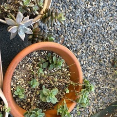 多肉植物の画像