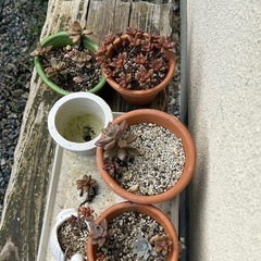 多肉植物の画像