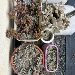 多肉植物の画像