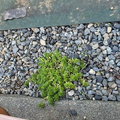 多肉植物の画像