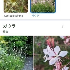 ガウラ