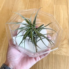 エアープランツ