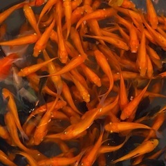 大特価❗️金魚・コメット　　1匹150円❗️1匹〜500匹大量注文可能♪生き餌や観賞用・太っていて状態良いの画像