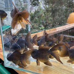 金魚　ローズテールオランダ