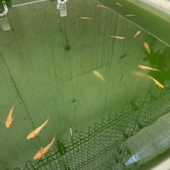 メダカ　舞メダカさん最新品種　レクシン10匹セット！の画像