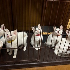5匹のシャムmixきょうだい♡子猫だらけの里親会参加します