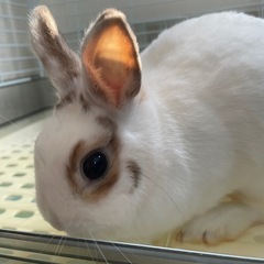 ネザーランドドワーフ メス 2歳