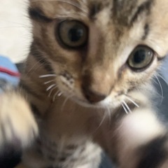 仔猫貰ってください！