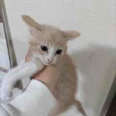 可愛がってくれる方にお願いします - つくば市