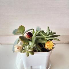 多肉植物★リメ缶2個付き 寄せ植えセット　大★おまけ付の画像