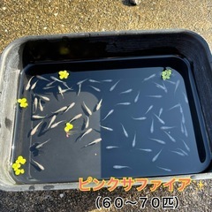ピンクサファイア（６０～７０匹）の画像