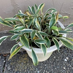ギボウシの鉢植え /お渡し決定しました。ありがとうございました