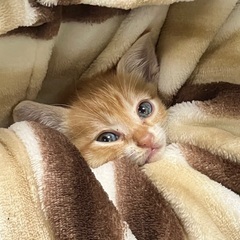 1.5ヶ月 子猫