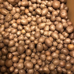 青森県上北産　むかご　１００グラム　１００円　サービスあり❗️