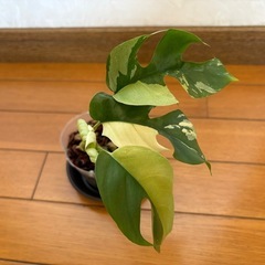 ヒメモンステラ