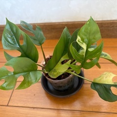 ヒメモンステラ