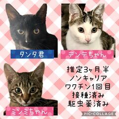 ★里親様✨募集致します★推定3ヵ月半・子猫3匹