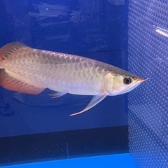 紅龍😊