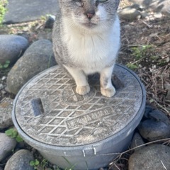 知り合いの獣医さんに避妊手術してもらいました．地域猫として耳カッ...