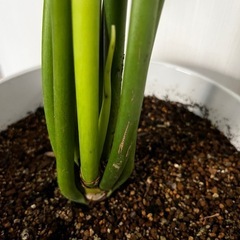 陶器鉢 フィロデンドロン セローム 観葉植物 ガーデニング 鉢植え 植物の画像