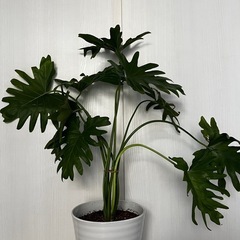 陶器鉢 フィロデンドロン セローム 観葉植物 ガーデニング 鉢植え 植物の画像